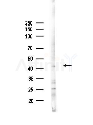 GATA3 Antibody - Western blot analysis of lysates from LoVo cells(heat-shock, 45min treatment), using GATA3 Antibody at 1/1000 dilution.