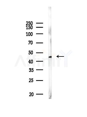 JNK1/2/3 Antibody - Western blot analysis of lysates from Rat brain, using JNK1/2/3 Antibody at 1/1000 dilution.