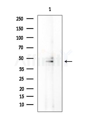 JNK1/2/3 Antibody - Western blot analysis of extracts from Mouse testis, using JNK1/2/3 Antibody at 1/1000 dilution.