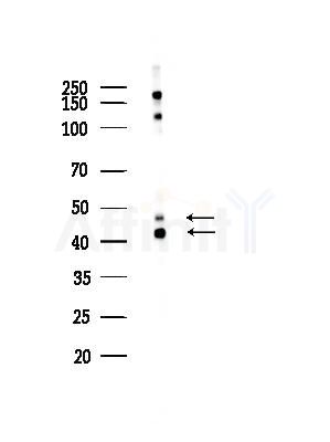 JNK1/2/3 Antibody - Western blot analysis of lysates from Mouse testis, using JNK1/2/3 Antibody at 1/1000 dilution.