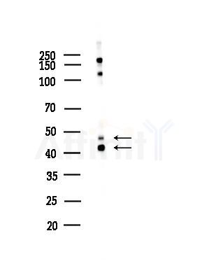 JNK1/2/3 Antibody - Western blot analysis of lysates from Mouse testis, using JNK1/2/3 Antibody at 1/1000 dilution.