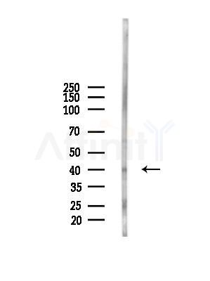 Crk Antibody - Western blot analysis of lysates from Mouse liver, using Crk Antibody at 1/1000 dilution.