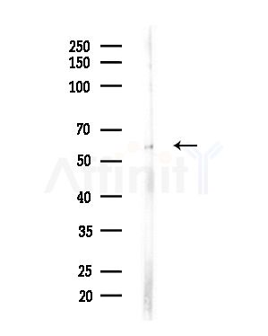 EFNB1/2 Antibody - Western blot analysis of lysates from Hela cells(heat-shock,45min treatment), using EFNB1/2 Antibody at 1/1000 dilution.