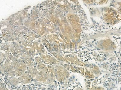 p130 Cas Antibody - AF6350 at 1/100 staining human normal gastric tissue by IHC-P.