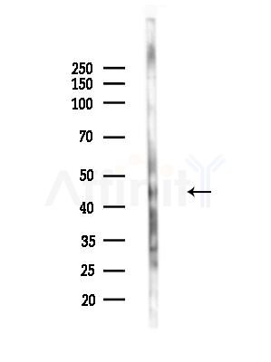 MEK1/2 Antibody - Western blot analysis of lysates from B16F10-LUC cells(LPS,4h treatment), using MEK1/2 Antibody at 1/1000 dilution.
