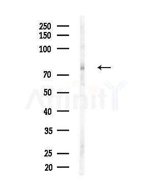 pan-FOXO1/3/4 Antibody - Western blot analysis of lysates from Hela cells(heat-shock,45min treatment), using pan-FOXO1/3/4 Antibody at 1/1000 dilution.