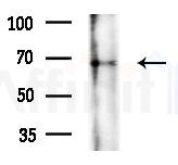 G3BP-1 Antibody - Western blot analysis of extracts from Rat brain, using G3BP-1 Antibody at 1/1000 dilution.