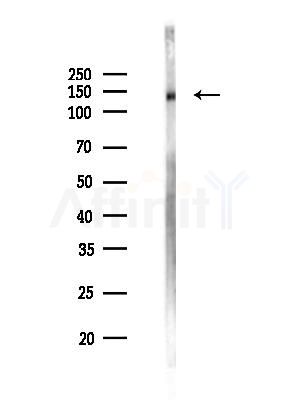 SMC1 Antibody - Western blot analysis of lysates from Mouse testis, using SMC1 Antibody at 1/1000 dilution.