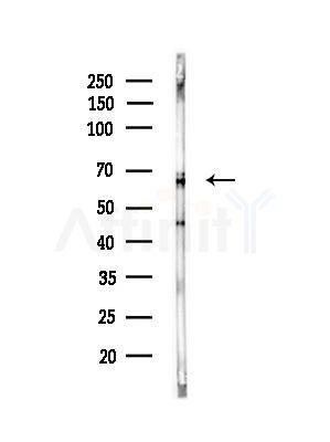 LKB1 Antibody - Western blot analysis of lysates from Rat brain, using LKB1 Antibody at 1/1000 dilution.