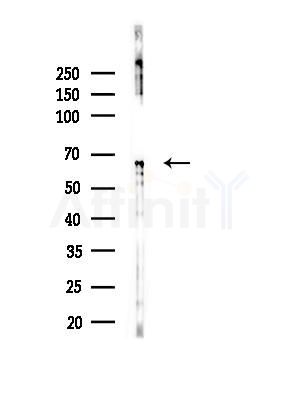 LKB1 Antibody - Western blot analysis of lysates from B16F10-LUC cells(LPS,4h treatment), using LKB1 Antibody at 1/1000 dilution.