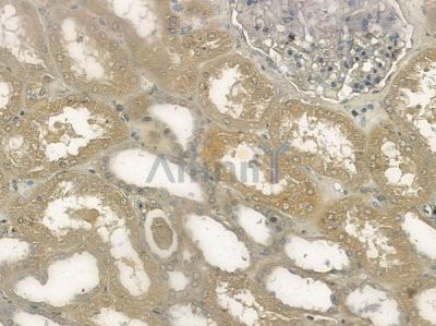 p62Dok Antibody - AF6479 at 1/100 staining human normal kidney tissue by IHC-P.