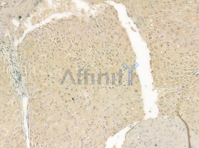 HDAC8 Antibody - AF6481 at 1/100 staining human normal liver tissue by IHC-P.
