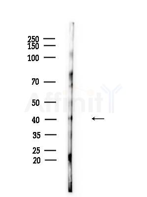 CaMKII alpha/delta Antibody - Western blot analysis of lysates from Mouse testis, using CaMKII alpha/delta Antibody at 1/1000 dilution.