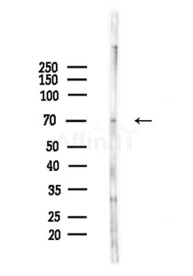 TORC2 Antibody - Western blot analysis of lysates from Mouse brain, using TORC2 Antibody at 1/1000 dilution.