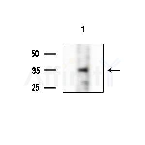 Phospho-CTGF (Ser118) Antibody - Western blot analysis of extracts from 293 cells(UV treatment), using Phospho-CTGF (Ser118) Antibody at 1/1000 dilution.