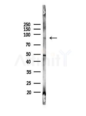 Phospho-CUL4A (Ser40) Antibody - Western blot analysis of lysates from Mouse lung, using Phospho-CUL4A (Ser40) Antibody at 1/1000 dilution.