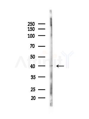 Phospho-KISS1R (Ser368) Antibody - Western blot analysis of lysates from Mouse liver, using Phospho-KISS1R (Ser368) Antibody at 1/1000 dilution.