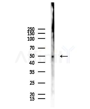 Phospho-SLC16A1 (Ser213) Antibody - Western blot analysis of lysates from Rat testis, using Phospho-SLC16A1 (Ser213) Antibody at 1/1000 dilution.