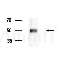 Phospho-SLC32A1 (Ser462) Antibody - Western blot analysis of lysates from Mouse brain, using Phospho-SLC32A1 (Ser462) Antibody at 1/1000 dilution.