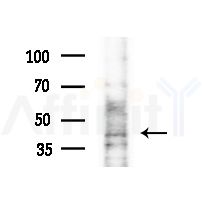 Phospho-EIF4A1 (Tyr48) Antibody - Western blot analysis of extracts from Mouse liver, using Phospho-EIF4A1 (Tyr48) Antibody at 1/1000 dilution.