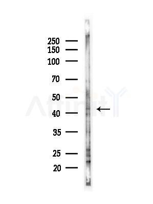 Phospho-EIF4A1 (Tyr48) Antibody - Western blot analysis of lysates from Mouse liver, using Phospho-EIF4A1 (Tyr48) Antibody at 1/1000 dilution.