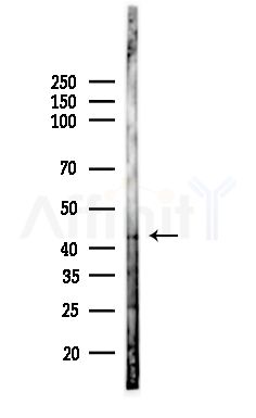 Phospho-osterix (Thr319) Antibody - Western blot analysis of lysates from Mouse brain, using Phospho-osterix (Thr319) Antibody at 1/1000 dilution.
