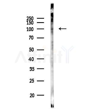 Phospho-Semaphorin 4B (Ser809) Antibody - Western blot analysis of lysates from PC12 cells(UV,30min treatment), using Phospho-Semaphorin 4B (Ser809) Antibody at 1/1000 dilution.