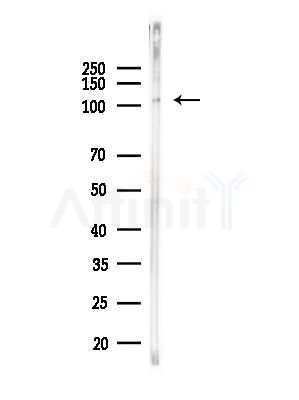 Phospho-MYPT1 (Ser299) Antibody - Western blot analysis of lysates from PC12 cells(LPS, 4h treatment), using Phospho-MYPT1 (Ser299) Antibody at 1/1000 dilution.