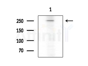 Phospho-KIF1B (Ser1057) Antibody - Western blot analysis of extracts from HepG2 cells
(heat-shock treatment), using Phospho-KIF1B (Ser1057) Antibody at 1/1000 dilution.