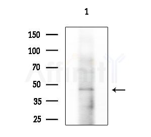 Phospho-MITF (Ser414) Antibody - Western blot analysis of extracts from PC12 cells
(LPS 4h treatment), using Phospho-MITF (Ser414) Antibody at 1/1000 dilution.