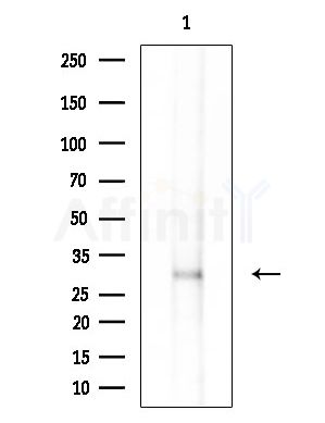 Phospho-PZR (Ser260) Antibody - Western blot analysis of lysates from various samples, using Phospho-PZR (Ser260) Antibody at 1/1000 dilution.