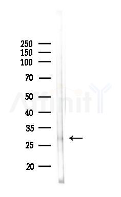 Phospho-PZR (Ser260) Antibody - Western blot analysis of lysates from 3T3-L1 P6(LPS, 4h treatment), using Phospho-PZR (Ser260) Antibody at 1/1000 dilution.