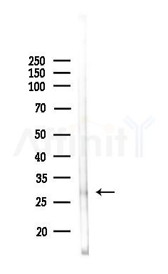 Phospho-PZR (Ser260) Antibody - Western blot analysis of lysates from 3T3-L1 P6(LPS, 4h treatment), using Phospho-PZR (Ser260) Antibody at 1/1000 dilution.