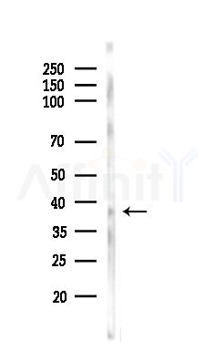 Phospho-LDHA (Tyr10) Antibody - Western blot analysis of lysates from Mouse brain, using Phospho-LDHA (Tyr10) Antibody at 1/1000 dilution.