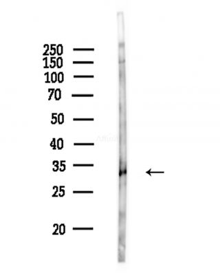 Phospho-LDHA (Tyr239) Antibody - Western blot analysis of lysates from Hela cells(LPS,4h treatment), using Phospho-LDHA (Tyr239) Antibody at 1/1000 dilution.