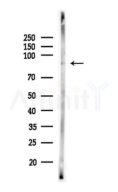 Phospho-Hsp90 beta (Ser226) Antibody - Western blot analysis of lysates from Mouse brain, using Phospho-Hsp90 beta (Ser226) Antibody at 1/1000 dilution.