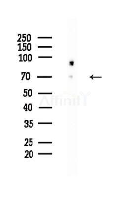 Phospho-A-RAF (Ser214) Antibody - Western blot analysis of lysates from Hela cells(LPS,4h treatment), using Phospho-A-RAF (Ser214) Antibody at 1/1000 dilution.