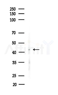 Phospho-CREB (Thr100) Antibody - Western blot analysis of lysates from B16F10-LUC cells(starvation,24h treatment), using Phospho-CREB (Thr100) Antibody at 1/1000 dilution.