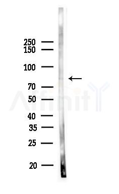 Phospho-PKC alpha (Tyr365) Antibody - Western blot analysis of lysates from Mouse brain, using Phospho-PKC alpha (Tyr365) Antibody at 1/1000 dilution.