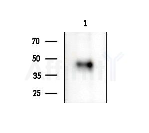 Phospho-JunB (Thr255) Antibody - Western blot analysis of extracts from HepG2 cells(starvation treatment)24h), using Phospho-JunB (Thr255) Antibody at 1/1000 dilution.