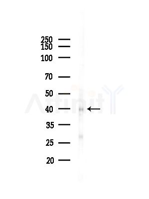 Phospho-JunB (Ser259) Antibody - Western blot analysis of lysates from HepG2 cells(starvation,24h treatment), using Phospho-JunB (Ser259) Antibody at 1/1000 dilution.