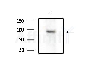 Phospho-PTP  alpha (Tyr271) Antibody - Western blot analysis of extracts from HepG2 cells(starvation treatment)24h), using Phospho-PTP  alpha (Tyr271) Antibody at 1/1000 dilution.