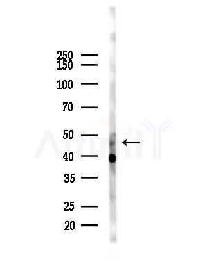 Phospho-BCL-3 (Ser41) Antibody - Western blot analysis of lysates from 293 cells(LPS,4h treatment), using Phospho-BCL-3 (Ser41) Antibody at 1/1000 dilution.