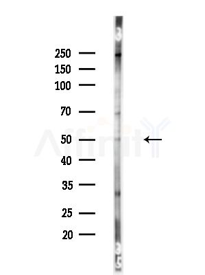 Phospho-GATA3 (Ser369) Antibody - Western blot analysis of lysates from HUVEC cells, using Phospho-GATA3 (Ser369) Antibody at 1/1000 dilution.
