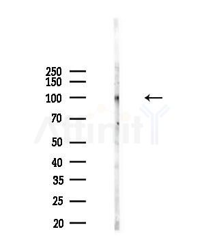 Phospho-MCM4 (Ser88) Antibody - Western blot analysis of lysates from 293 cells(starvation,24h treatment), using Phospho-MCM4 (Ser88) Antibody at 1/1000 dilution.