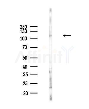 Phospho-SREBP1 (Ser338) Antibody - Western blot analysis of lysates from 293 cells(starvation,24h treatment), using Phospho-SREBP1 (Ser338) Antibody at 1/1000 dilution.