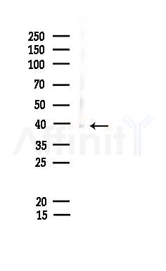 Phospho-CrkL (Tyr198) Antibody - Western blot analysis of lysates from Mouse lung, using Phospho-CrkL (Tyr198) Antibody at 1/1000 dilution.