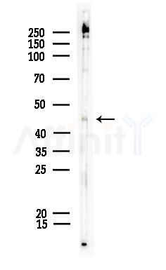 Phospho-MAPKAPK2 (Thr334) Antibody - Western blot analysis of lysates from COLO205 cells, using Phospho-MAPKAPK2 (Thr334) Antibody at 1/1000 dilution.