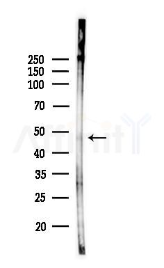Phospho-MAPKAPK2 (Thr221/Thr222) Antibody - Western blot analysis of lysates from 3T3-L1 P6(LPS, 4h treatment), using Phospho-MAPKAPK2 (Thr221/Thr222) Antibody at 1/1000 dilution.