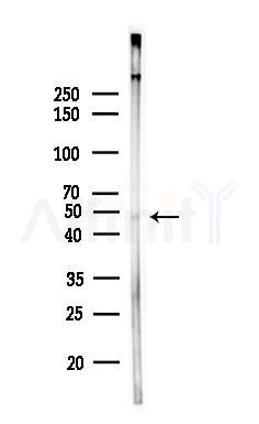 Phospho-MAPKAPK2 (Thr221/Thr222) Antibody - Western blot analysis of lysates from K562 cells(heat-shock,45min treatment), using Phospho-MAPKAPK2 (Thr221/Thr222) Antibody at 1/1000 dilution.